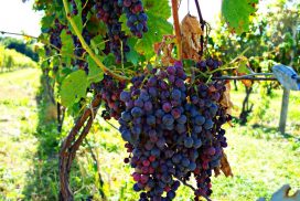 Finger Lakes Wine Region